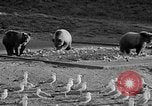 Image of Grizzly bears Wyoming United States USA, 1936, second 19 stock footage video 65675050299