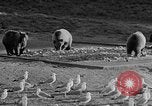Image of Grizzly bears Wyoming United States USA, 1936, second 20 stock footage video 65675050299