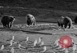Image of Grizzly bears Wyoming United States USA, 1936, second 21 stock footage video 65675050299