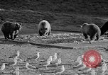 Image of Grizzly bears Wyoming United States USA, 1936, second 22 stock footage video 65675050299