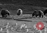 Image of Grizzly bears Wyoming United States USA, 1936, second 23 stock footage video 65675050299