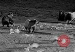 Image of Grizzly bears Wyoming United States USA, 1936, second 24 stock footage video 65675050299
