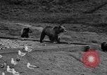 Image of Grizzly bears Wyoming United States USA, 1936, second 25 stock footage video 65675050299