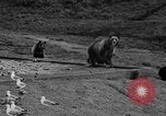 Image of Grizzly bears Wyoming United States USA, 1936, second 26 stock footage video 65675050299