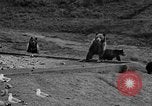 Image of Grizzly bears Wyoming United States USA, 1936, second 27 stock footage video 65675050299