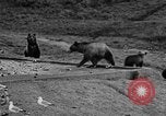 Image of Grizzly bears Wyoming United States USA, 1936, second 28 stock footage video 65675050299