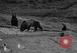 Image of Grizzly bears Wyoming United States USA, 1936, second 29 stock footage video 65675050299