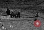 Image of Grizzly bears Wyoming United States USA, 1936, second 30 stock footage video 65675050299