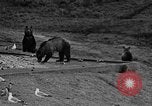 Image of Grizzly bears Wyoming United States USA, 1936, second 31 stock footage video 65675050299