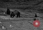 Image of Grizzly bears Wyoming United States USA, 1936, second 32 stock footage video 65675050299