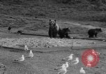 Image of Grizzly bears Wyoming United States USA, 1936, second 55 stock footage video 65675050299
