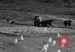 Image of Grizzly bears Wyoming United States USA, 1936, second 56 stock footage video 65675050299