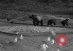 Image of Grizzly bears Wyoming United States USA, 1936, second 57 stock footage video 65675050299