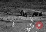 Image of Grizzly bears Wyoming United States USA, 1936, second 58 stock footage video 65675050299