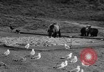 Image of Grizzly bears Wyoming United States USA, 1936, second 59 stock footage video 65675050299