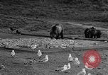 Image of Grizzly bears Wyoming United States USA, 1936, second 60 stock footage video 65675050299