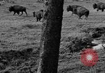 Image of Bisons Wyoming United States USA, 1936, second 6 stock footage video 65675050302
