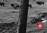 Image of Bisons Wyoming United States USA, 1936, second 7 stock footage video 65675050302