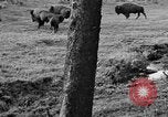 Image of Bisons Wyoming United States USA, 1936, second 8 stock footage video 65675050302