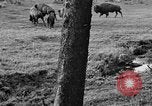 Image of Bisons Wyoming United States USA, 1936, second 9 stock footage video 65675050302