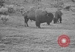 Image of Bisons Wyoming United States USA, 1936, second 10 stock footage video 65675050302