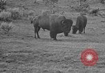 Image of Bisons Wyoming United States USA, 1936, second 11 stock footage video 65675050302