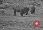 Image of Bisons Wyoming United States USA, 1936, second 12 stock footage video 65675050302