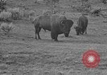 Image of Bisons Wyoming United States USA, 1936, second 13 stock footage video 65675050302
