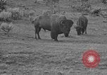 Image of Bisons Wyoming United States USA, 1936, second 14 stock footage video 65675050302