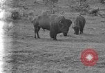 Image of Bisons Wyoming United States USA, 1936, second 15 stock footage video 65675050302