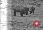 Image of Bisons Wyoming United States USA, 1936, second 16 stock footage video 65675050302