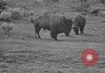 Image of Bisons Wyoming United States USA, 1936, second 17 stock footage video 65675050302