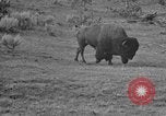 Image of Bisons Wyoming United States USA, 1936, second 18 stock footage video 65675050302