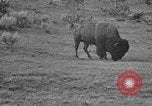 Image of Bisons Wyoming United States USA, 1936, second 19 stock footage video 65675050302