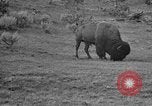 Image of Bisons Wyoming United States USA, 1936, second 20 stock footage video 65675050302
