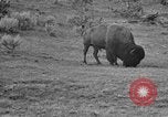 Image of Bisons Wyoming United States USA, 1936, second 21 stock footage video 65675050302