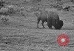 Image of Bisons Wyoming United States USA, 1936, second 22 stock footage video 65675050302