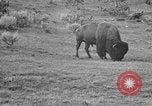 Image of Bisons Wyoming United States USA, 1936, second 23 stock footage video 65675050302