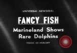 Image of Risso's Dolphins Florida United States USA, 1966, second 1 stock footage video 65675050311