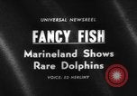Image of Risso's Dolphins Florida United States USA, 1966, second 4 stock footage video 65675050311
