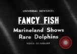 Image of Risso's Dolphins Florida United States USA, 1966, second 5 stock footage video 65675050311