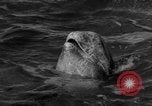 Image of Risso's Dolphins Florida United States USA, 1966, second 6 stock footage video 65675050311