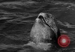 Image of Risso's Dolphins Florida United States USA, 1966, second 7 stock footage video 65675050311