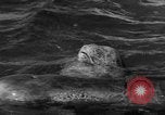 Image of Risso's Dolphins Florida United States USA, 1966, second 8 stock footage video 65675050311