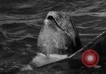 Image of Risso's Dolphins Florida United States USA, 1966, second 9 stock footage video 65675050311