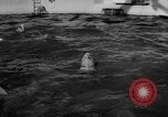 Image of Risso's Dolphins Florida United States USA, 1966, second 11 stock footage video 65675050311