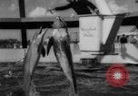 Image of Risso's Dolphins Florida United States USA, 1966, second 13 stock footage video 65675050311
