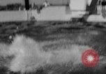 Image of Risso's Dolphins Florida United States USA, 1966, second 14 stock footage video 65675050311