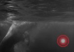 Image of Risso's Dolphins Florida United States USA, 1966, second 15 stock footage video 65675050311