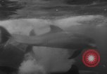 Image of Risso's Dolphins Florida United States USA, 1966, second 16 stock footage video 65675050311